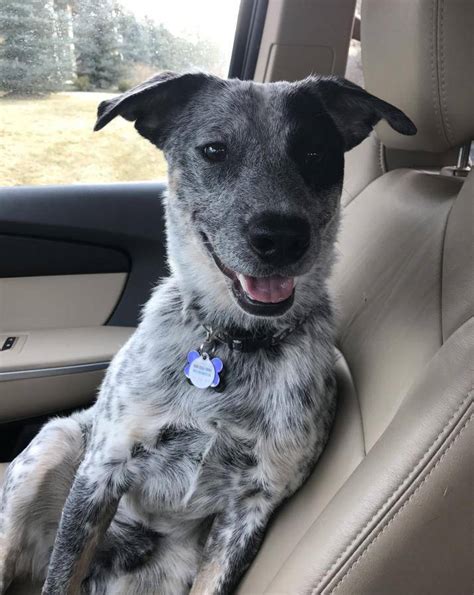 REHOMED! Bandit - Blue Heeler German Shorthaired Pointer Mix Puppy Englewood Colorado