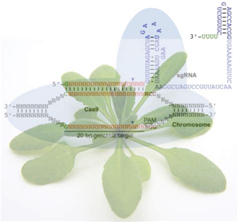 Genome editing in plants - On Biology