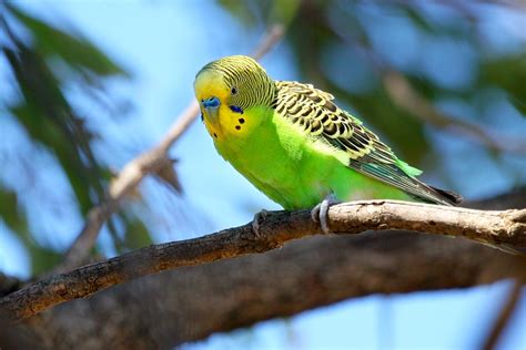 Budgerigar Bird Facts, Pet Care, Behavior, Housing, Pictures