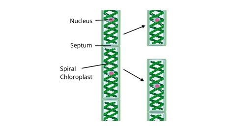 What is the process through which algae reproduce through vegetative means?