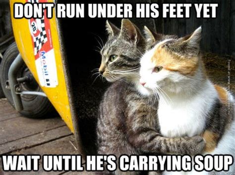 Funny Cat Running 39 Desktop Wallpaper - Funnypicture.org