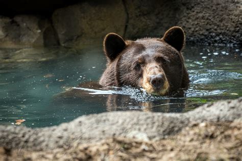 Bears Move into New Beautiful Habitat - The Houston Zoo