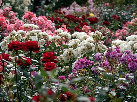 FROM THE GARDEN OF ZEN: Rose garden: Ofuna Botanical Garden (Kamakura)