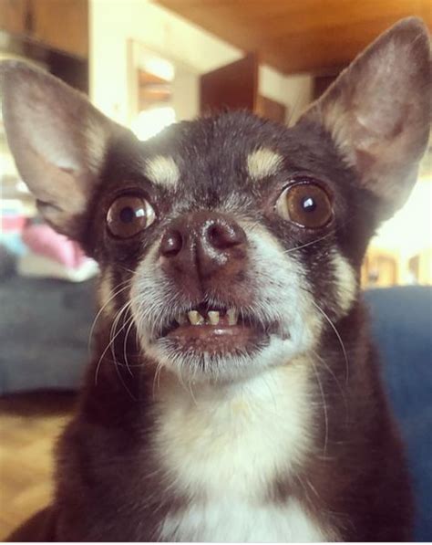 10 Best Chihuahuas on Instagram - All Things Chihuahua