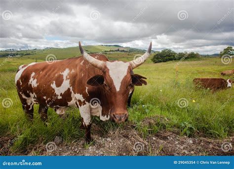 Animal Bull Cow Horns stock photo. Image of cows, dangerous - 29045354