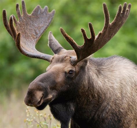 Albums 95+ Pictures When Do Moose Shed Their Antlers In Colorado Completed