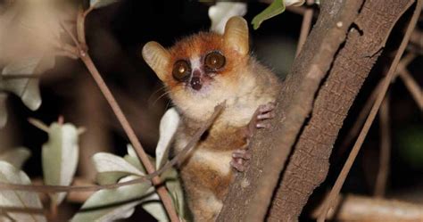 Pygmy Mouse Lemur: A Tiny Wonder of the Forest - Odd Facts