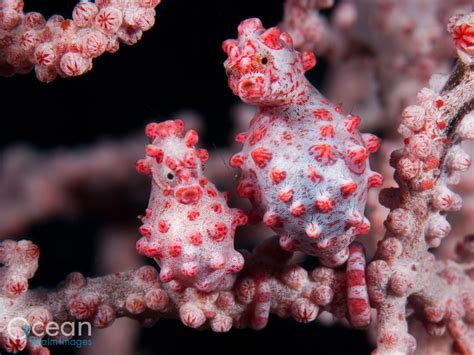 Pygmy Seahorse Facts & Images | Dr Richard Smith - Ocean Realm Images