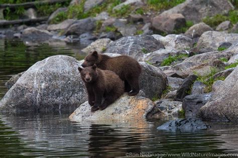 Brown Bears Fishing | Photos by Ron Niebrugge