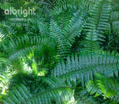 Ferns are the most low maintenance ground cover plant for shade gardens ...