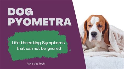 Dog Pyometra, Uterus Infection that IS Life Threating! - YouTube