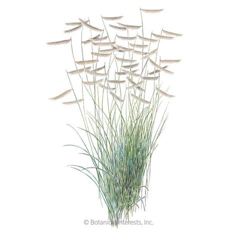 Blue Grama Grass Seeds – Botanical Interests