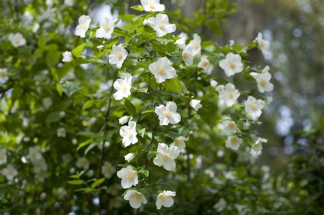 How to Grow and Care for Mock Orange Shrubs