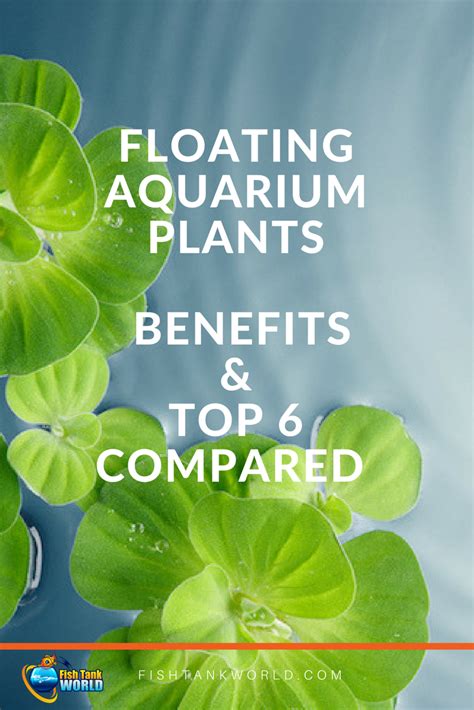 Best Floating Aquarium Plants (Benefits & Reviews) | Planted aquarium, Fish tank, Fish tank plants