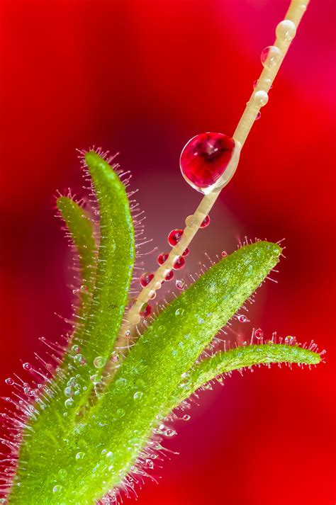 Macro fotografia Drops & Flowers - Macrofotografia con goc… | Flickr