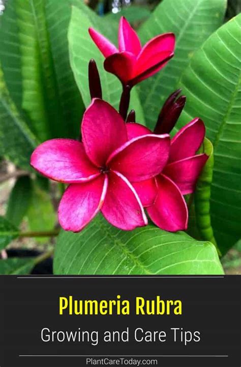 Plumeria Rubra Care: Growing The Red Frangipani