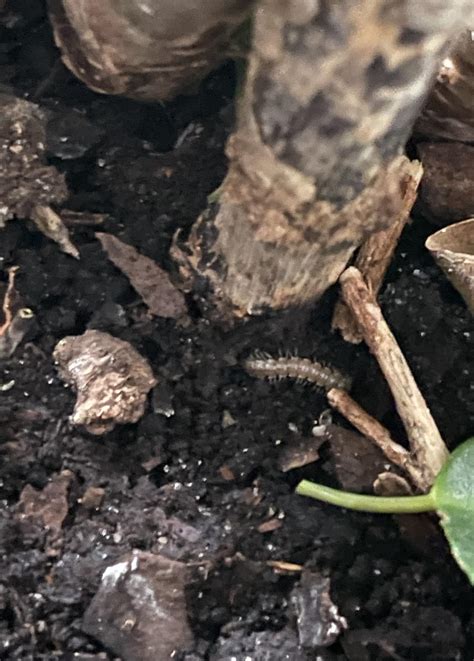 Worms in soil : r/houseplants