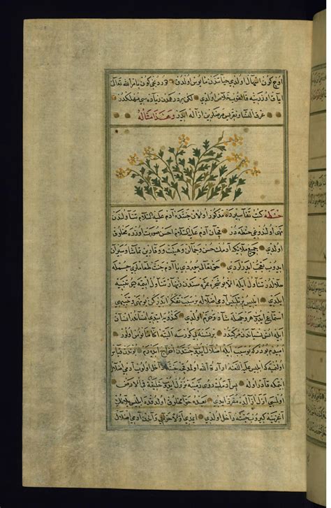 A Colocynth Plant | The Walters Art Museum