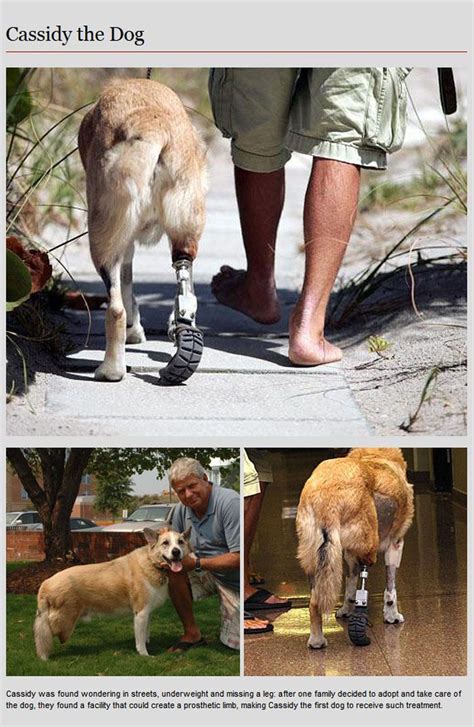 Animal Prosthetics (8 pics)