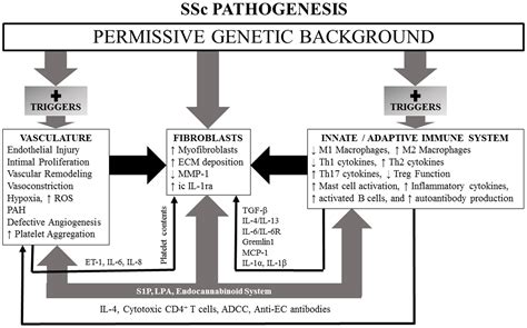 Pathogenesis Of Systemic Sclerosis