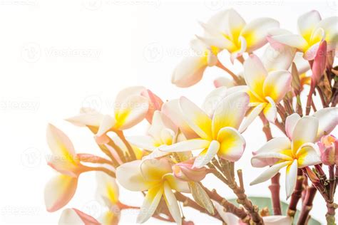 Close up Lan thom flower 9322567 Stock Photo at Vecteezy