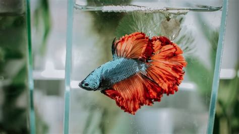 The Truth About Betta Fish: Read This Before You Buy One