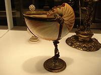 Chambered nautilus - Wikipedia