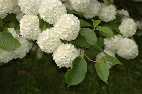 File:Snowball Viburnum Viburnum plicatum Flowers 2.jpg