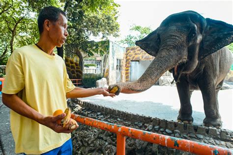 Philippines' lone elephant, Mali, dies | ABS-CBN News