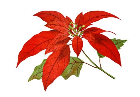 Poinsettia Flower Painting Art Free Stock Photo - Public Domain Pictures