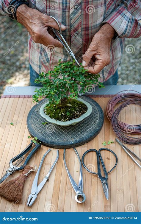 Bonsai Artist Takes Care of His Cotoneaster Tree, Pruning Leaves and ...