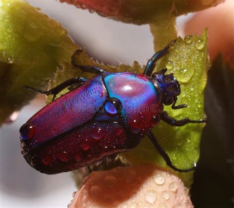 Colorful African Fruit/flower Beetle Also Called Purple Jewel Beetle from Tanzania Forest Stock ...