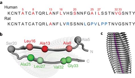 Sequence of human and rat amylin and structural model of human amylin ...