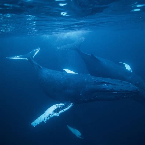 Humpback Whale Breeding