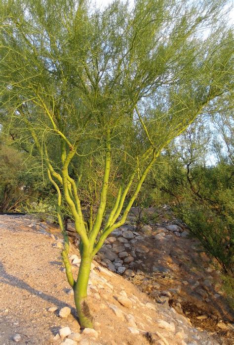 10 Seeds Palo Verde Tree Seeds - Etsy