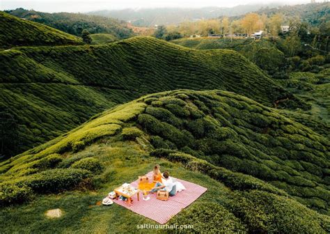 Cameron Highlands: Tea Plantations & Trails - Malaysia