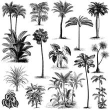 Palm Trees Vintage Illustration Free Stock Photo - Public Domain Pictures