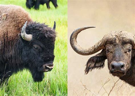 Buffalo vs Bison: 9 Differences Between 4 Species | Storyteller Travel