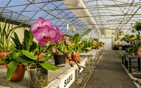 Orchid Greenhouse Tour