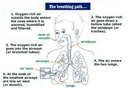 Pediatric Asthma | Symptoms & Treatment for Children