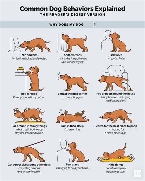 RULES IN INTERPRETATING DOG BEHAVIOR | Pashudhan praharee