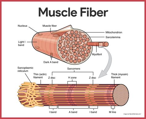 Rockpele: Gross Anatomy Of The Skeletal Muscles