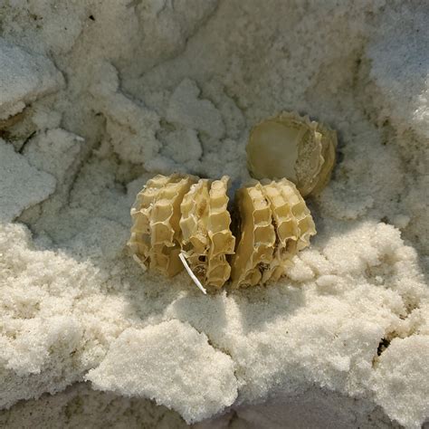 Weekly “What is it?”: Whelk Egg Cases - UF/IFAS Extension Escambia County