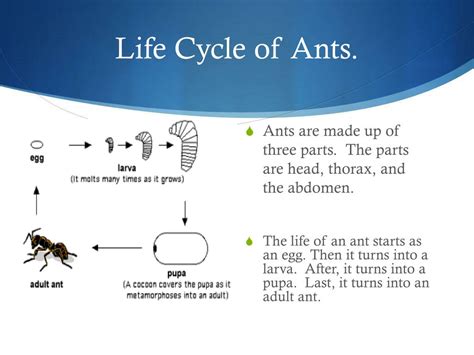 PPT - Black ants! PowerPoint Presentation, free download - ID:2811072