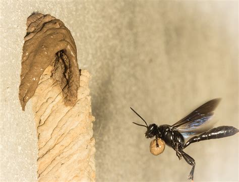 Clay Masters: These Wasps Make Good Neighbors - WALTER Magazine