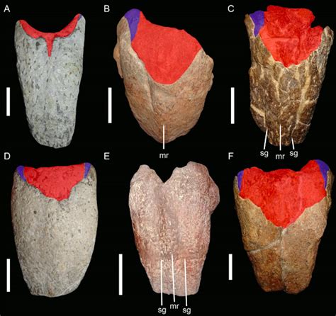 'Phantom' Footprint Mystery Solved By Mislabeled Dicynodont Fossils | Inverse