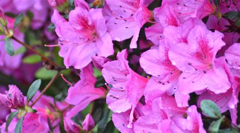 35 Different Types of Flowering Azalea Varieties