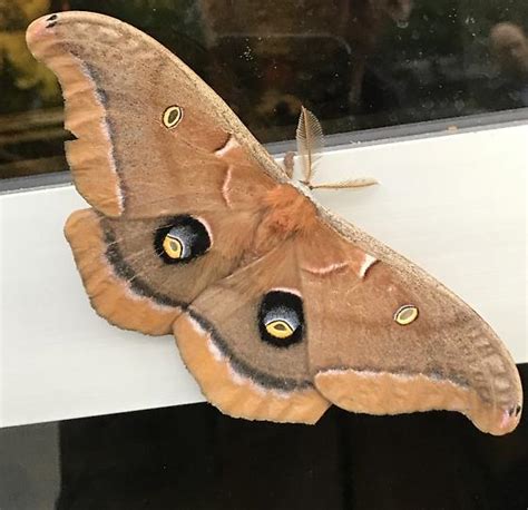 Antheraea polyphemus - BugGuide.Net