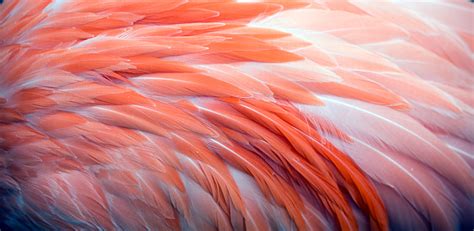 Flamingo Feather Background Stock Photo - Download Image Now - iStock