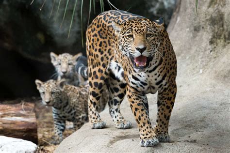 Houston Zoo showing off adorable jaguar cubs